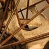 Domesticate (detail)