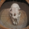 Desensitize (detail)