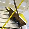 Veal Crates (detail)