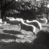 I Dream of Sheep