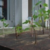 John Preus - Maple Plantation