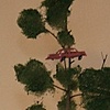 Anders Nilsen - Untitled (Tree with Car)