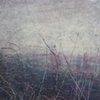 Bracken