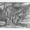 Old sky Juniper