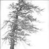 Wind Pine