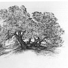 Summer Canticle - The live oaks consort