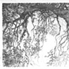 black Oak  at Dry Creek