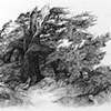 Heartrwood