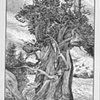 Bristlecone