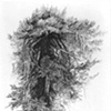"Medicine Tree, The Mantled Fir"