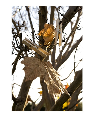 Two Brown Leaves
