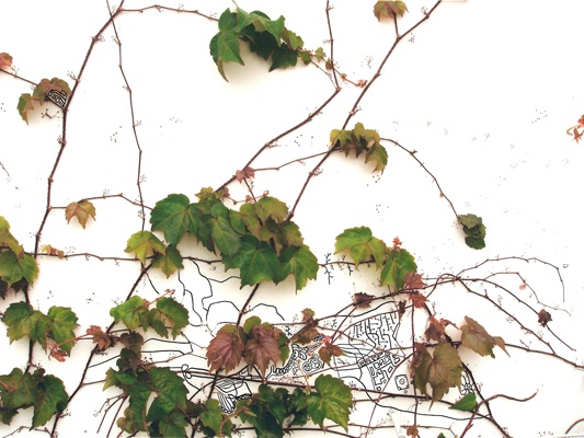 Topography of Ivy