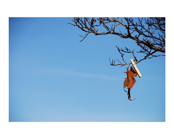 Lone Leaf