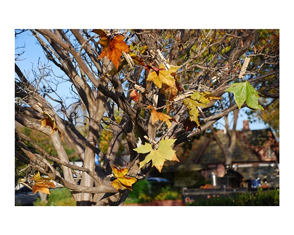 Whole Tree
