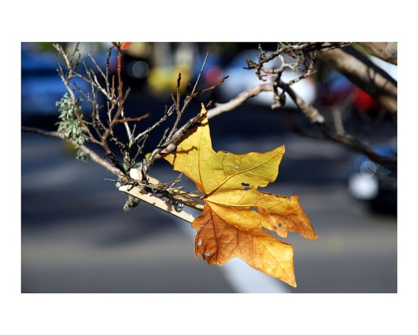Traffic Leaf