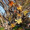 Whole Tree