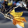 Traffic Leaf