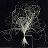 Sculpture made with one hundred beard hairs