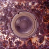 Blood Column