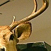 Stag Drag Detail