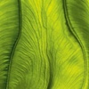 Elephant Ear