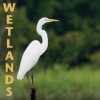 Wetlands