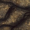 Vision of Lascaux