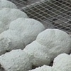 Shells ready for burnout