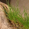 Whisperings (detail)