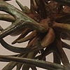 Whorl