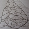 networks