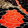 Paciecia concentrica (Detail)
