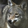 Lincoln Park Zoo Wolves