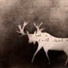 Prayer Totem: Moose