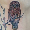 Owl on ribs
