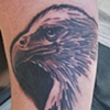 Black and Grey Eagle