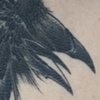 Baltimore Raven Detail