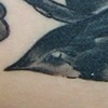 Dove