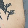 Baltimore Raven
