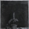 Nighttime Still Life