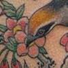 cherry blossom bird