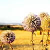 Field, Cyprus, 2006