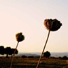 Flowers, Cyprus, 2006