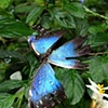 Butterfly Farm, Belize, Central America