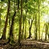 Forest, Belize, Central America, 2008