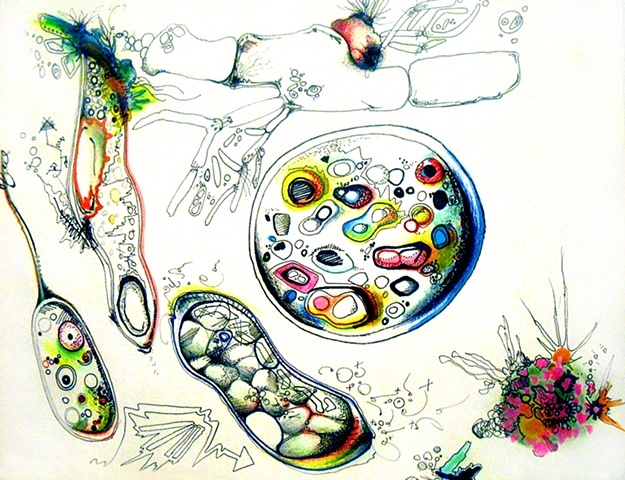 Anatomical Shades