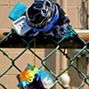 Doomblumen: Dark Soul Hairclip