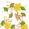 Florilegium Series #6 (streng ginkgoaceae connectere delosperma nubigenum)