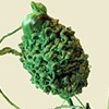 Spindle Green