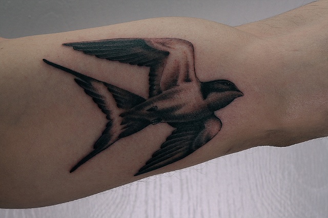 Sparrow